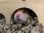 Garbanzo, Hamster For Adoption In Aurora, Illinois