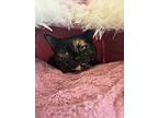 Marlene, Domestic Shorthair For Adoption In Kalamazoo, Michigan