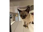 Sushi, Siamese For Adoption In St Cloud, Florida