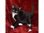 Sox, Domestic Shorthair For Adoption In Searcy, Arkansas