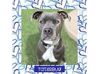 Taterbug, American Pit Bull Terrier For Adoption In Littleton, Colorado
