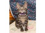 Riley, Domestic Shorthair For Adoption In Elmwood Park, New Jersey