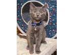Elmo, Domestic Shorthair For Adoption In Elmwood Park, New Jersey