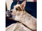 Wally, Terrier (unknown Type, Medium) For Adoption In Fenton, Missouri
