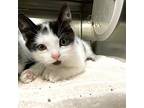 Tacobell, Domestic Shorthair For Adoption In Richmond, Virginia