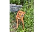 Maisy, American Pit Bull Terrier For Adoption In Jasper, Texas
