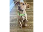 Shorty, Retriever (unknown Type) For Adoption In Greenlawn, New York