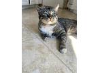 Mr. Kitty, Domestic Shorthair For Adoption In Van Nuys, California