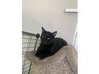 Max (mall Of Nh), Domestic Shorthair For Adoption In West Palm Beach, Florida