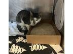 Turtle, Domestic Shorthair For Adoption In New York, New York