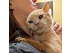 Ross, Domestic Shorthair For Adoption In Accident, Maryland