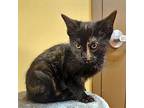 Lark, Domestic Shorthair For Adoption In Accident, Maryland