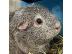 Mouse, Guinea Pig For Adoption In Golden, Colorado