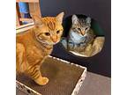 Finn & Jake, Domestic Shorthair For Adoption In Burlingame, California