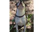 Tater - Dog And Kid Friendly!, American Pit Bull Terrier For Adoption In