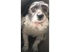 Iris, Jack Russell Terrier For Adoption In Marina Del Ray, California