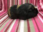 Unknown Soldier, Guinea Pig For Adoption In Imperial Beach, California