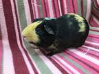 Deon, Guinea Pig For Adoption In Imperial Beach, California