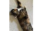 Libby, Domestic Shorthair For Adoption In San Francisco, California