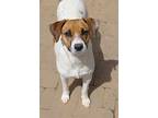 Carmella, Jack Russell Terrier For Adoption In Charlotte, North Carolina