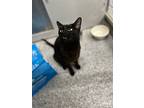 Midnight, Domestic Shorthair For Adoption In Fruit Heights, Utah