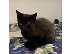 Kermit, Domestic Shorthair For Adoption In Silverdale, Washington