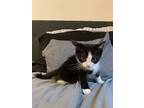 Duke, Domestic Shorthair For Adoption In Fruit Heights, Utah