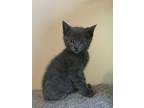 Bill, Domestic Shorthair For Adoption In Fruit Heights, Utah