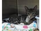 Lolo (tas #11), Domestic Shorthair For Adoption In Trenton, New Jersey