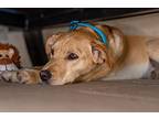 Jilli, Labrador Retriever For Adoption In Carlsbad, California