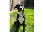 Scout, Labrador Retriever For Adoption In Carlsbad, California