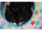 Whimsy, Domestic Shorthair For Adoption In Nanaimo, British Columbia