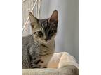 Rancher, Domestic Shorthair For Adoption In Wayne, New Jersey