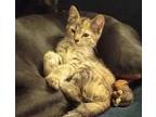 Missy #bathtub-five, Domestic Shorthair For Adoption In Houston, Texas