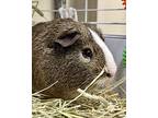 Rodolfo, Guinea Pig For Adoption In Novato, California