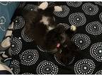 Onyx, Domestic Shorthair For Adoption In Ronkonkoma, New York