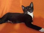 Bo, Domestic Shorthair For Adoption In San Antonio, Texas