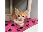 Wallis, Domestic Shorthair For Adoption In Dallas, Texas