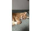 Fella, Domestic Shorthair For Adoption In New York, New York