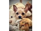 Vada, Silky Terrier For Adoption In New York, New York