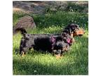 Benny, Dachshund For Adoption In Kalamazoo, Michigan