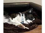 Daisy, Rat Terrier For Adoption In Bothell, Washington