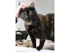 Angel, Domestic Shorthair For Adoption In Crystal Lake, Illinois