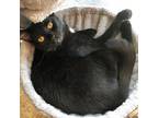 Audi, Domestic Shorthair For Adoption In Toronto, Ontario