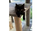 Ash, Domestic Shorthair For Adoption In Hoover, Alabama
