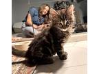Lord And Fergus, Maine Coon For Adoption In Aliso Viejo, California