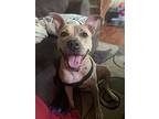 Mariska, American Staffordshire Terrier For Adoption In Norristown, Pennsylvania