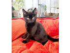 Bumble Bee, Domestic Shorthair For Adoption In Alameda, California