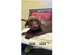 Duke, Labrador Retriever For Adoption In Springfield, Virginia