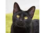 Tommy, Domestic Shorthair For Adoption In Dallas, Texas